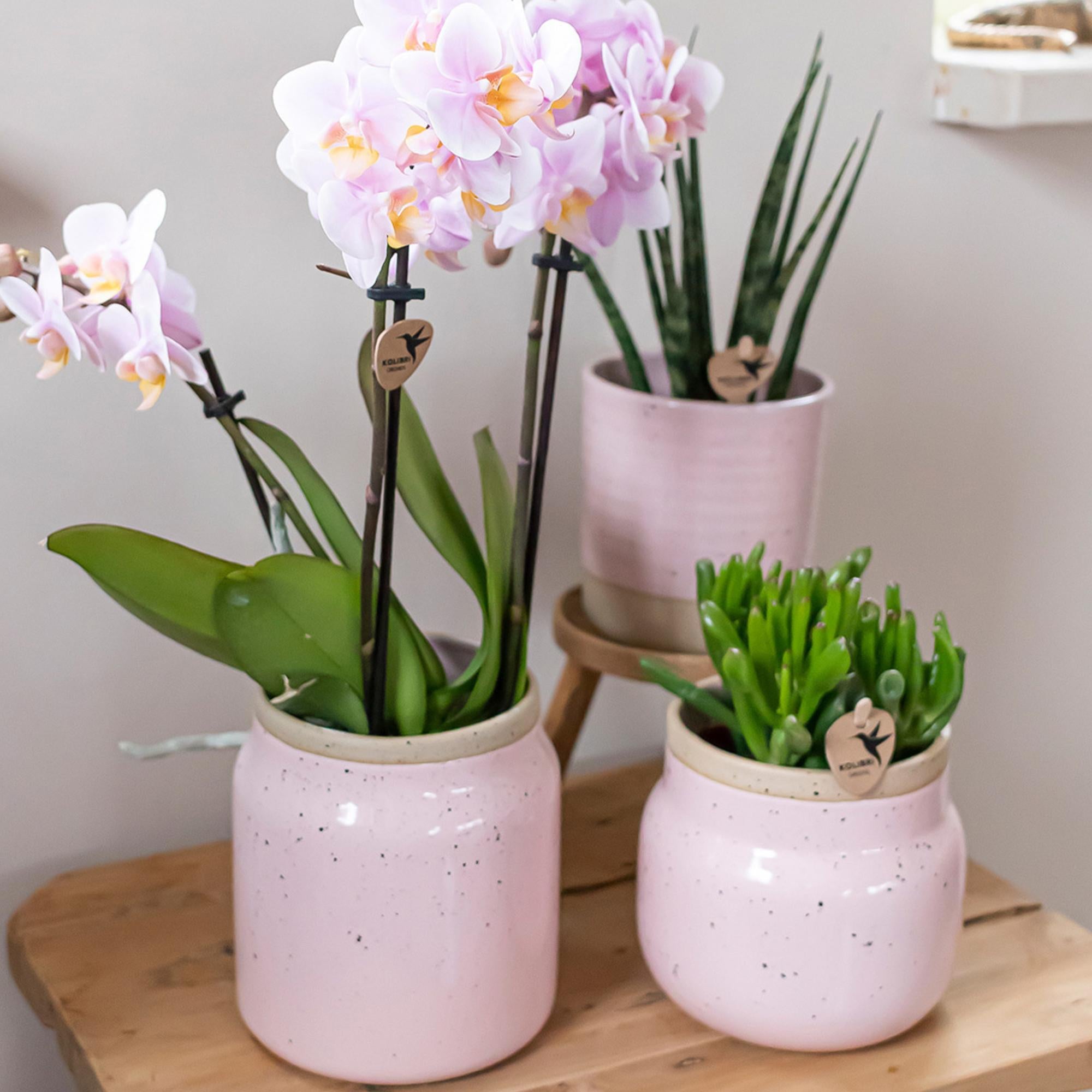 Kolibri Greens | Groene plant - Succulent Crassula Hobbit | groene kamerplant - vers van de kweker - Ø9cm