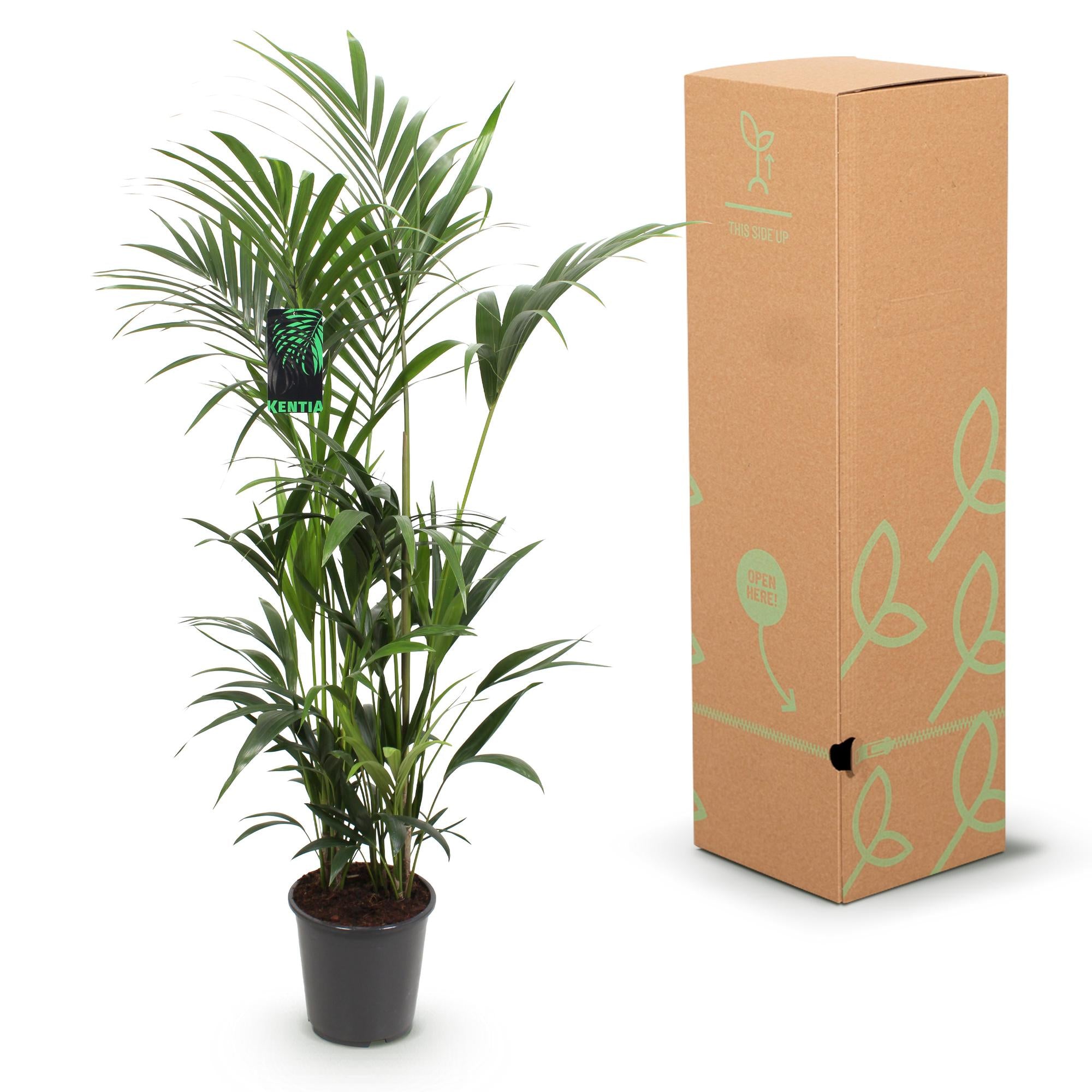 Howea Forsteriana - Kentia Palm - Weinig Onderhoud - Groen - 1 plant - Pot 27cm - Hoogte 160-170cm