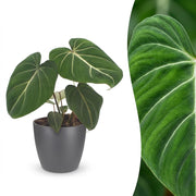 Philodendron Gloriosum - met Potter Grijs - Pot 12cm - Hoogte - 25cm