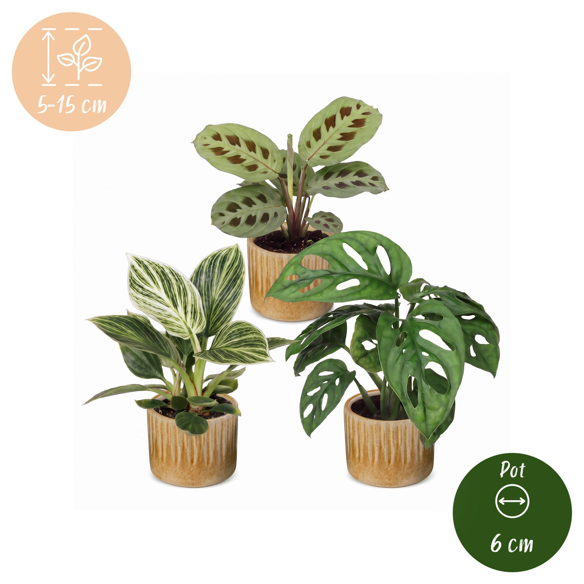 Baby Plants Surprise Box 3x - Verrassingsbox kleine planten - Diversen - Tropisch - incl. Linnea Honey - Ø6cm - ↕5-15cm