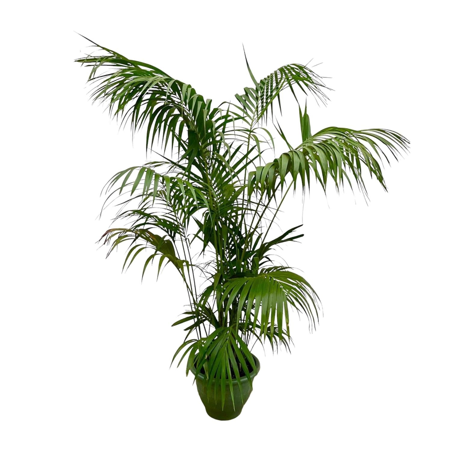 Kentia Palm XXL - 260 cm - ø35