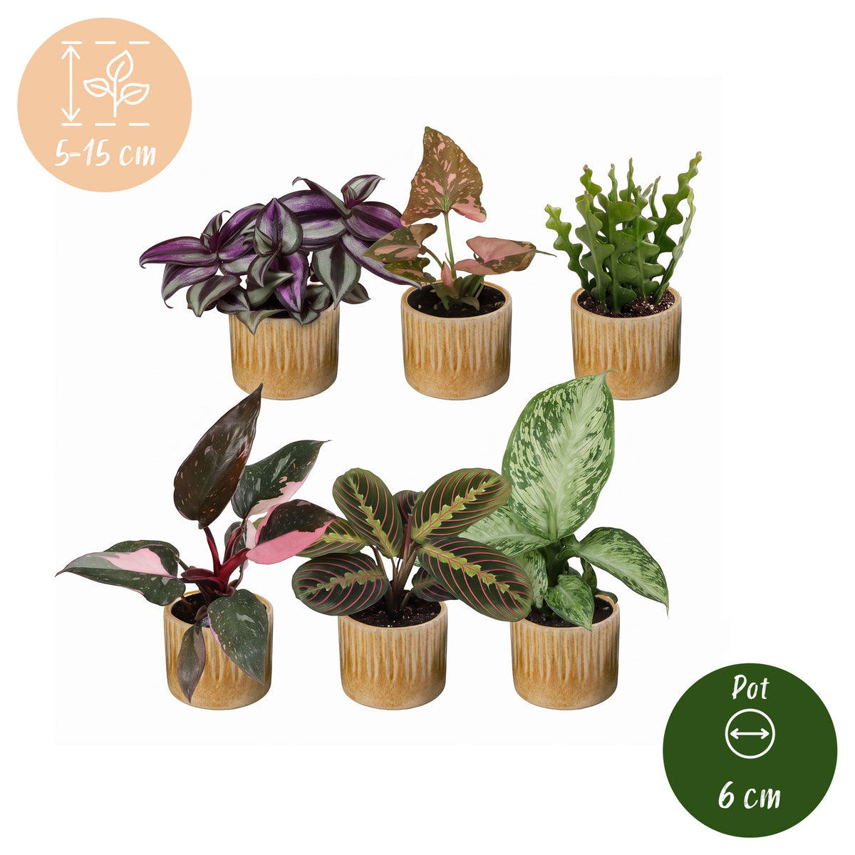 Baby Plants Surprise Box 6x - Verrassingsbox kleine planten - Diversen - Tropisch - incl. Linnea Honey - Ø6cm - ↕5-15cm