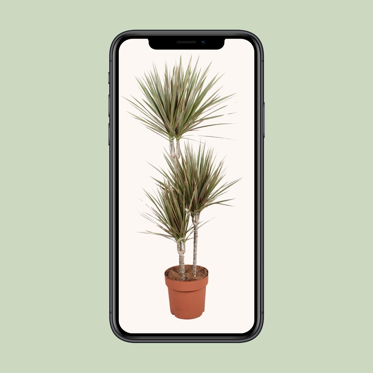 Dracaena bicolore - Ø21cm - ↕120cm