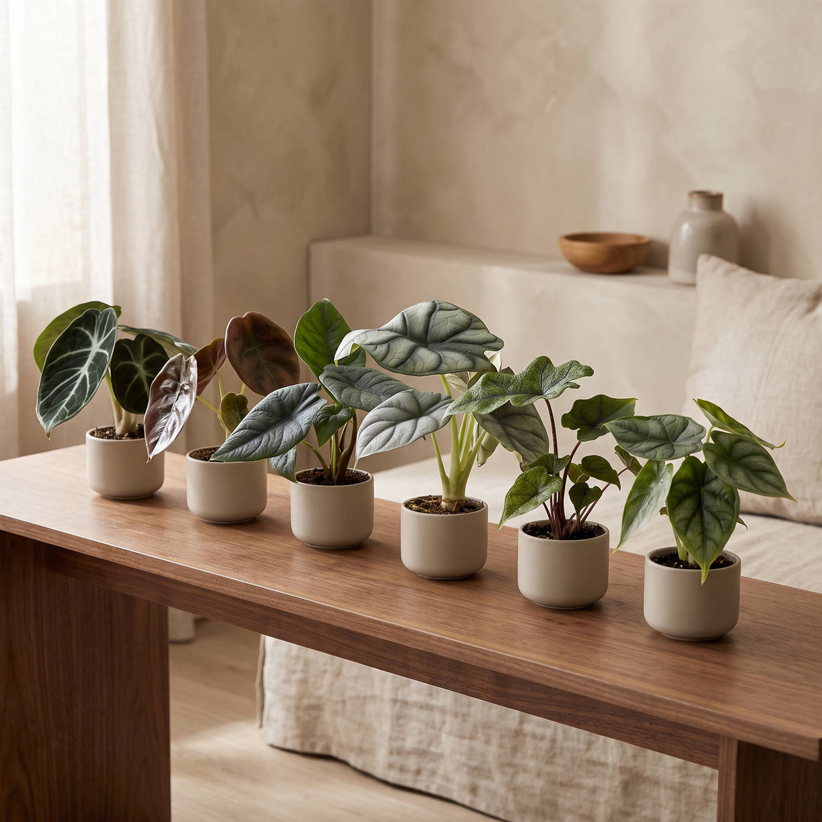 Baby Alocasia Familie 6x- Rood - Groen - Zwart - Zilver - Grijs - Tropisch - Ø6cm - ↕12cm