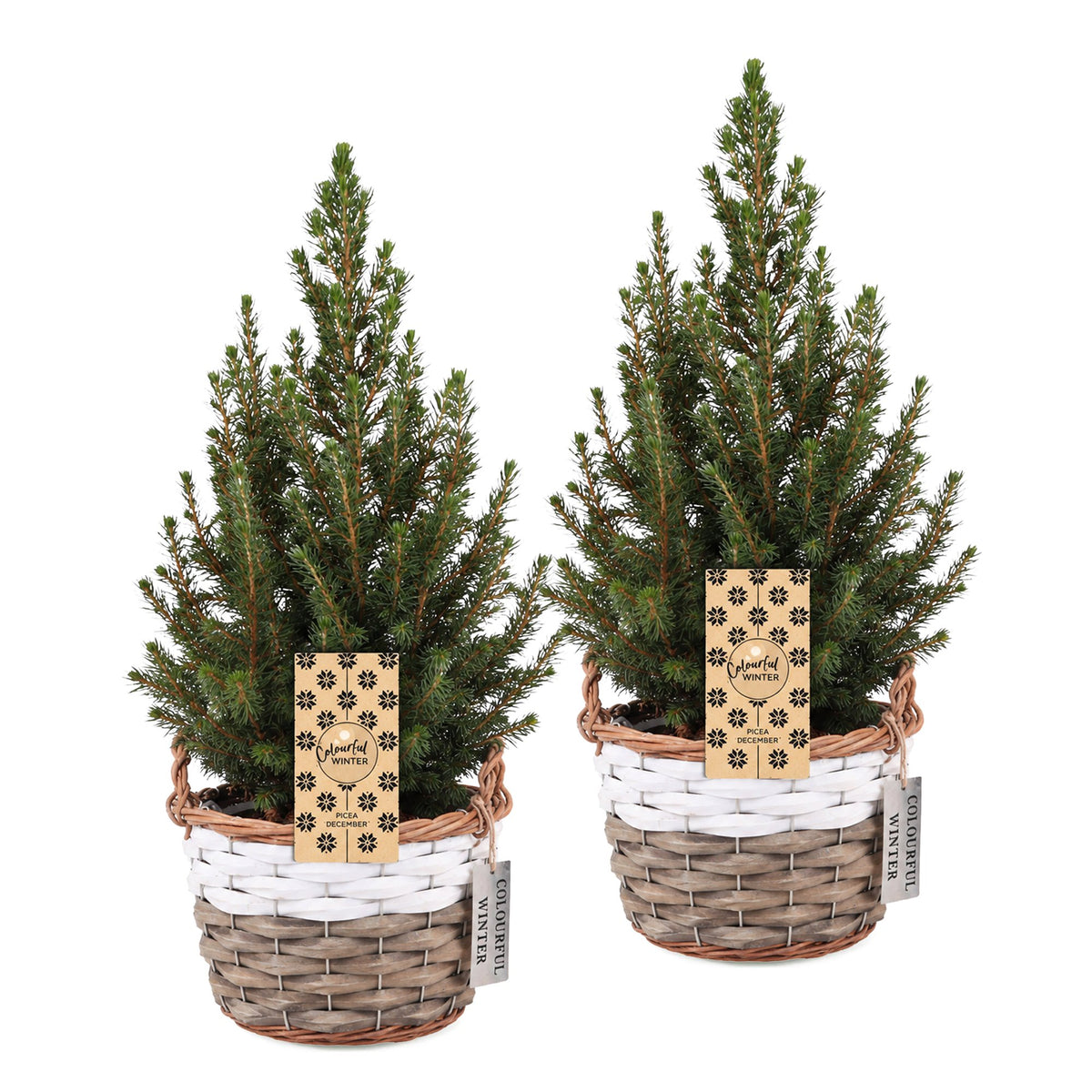 Picea glauca Conica - 2x Kegelspar - Groen - Kerstboom - incl. mand - Ø17cm - ↕65cm