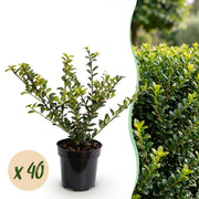 Ilex crenata Golden Gem - Japanse Hulst 40x - Haagplanten - Groenblijvend - Geel - Pot 9cm - Hoogte 20-30cm