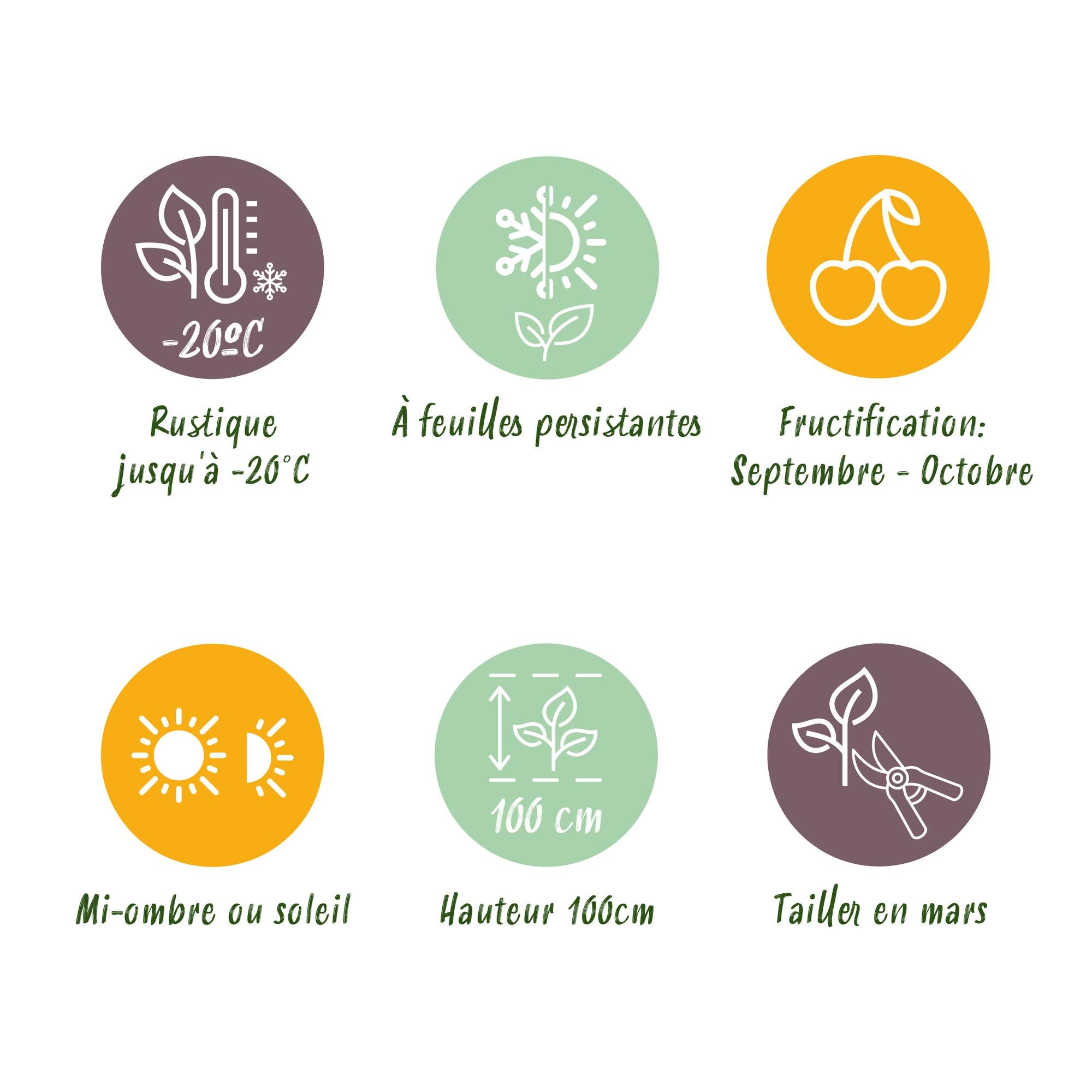 Vaccinium mac. Early Black - Cranberry - Winterhard - Blauwe Bes - 2 Planten - Pot 15cm - Hoogte 50cm