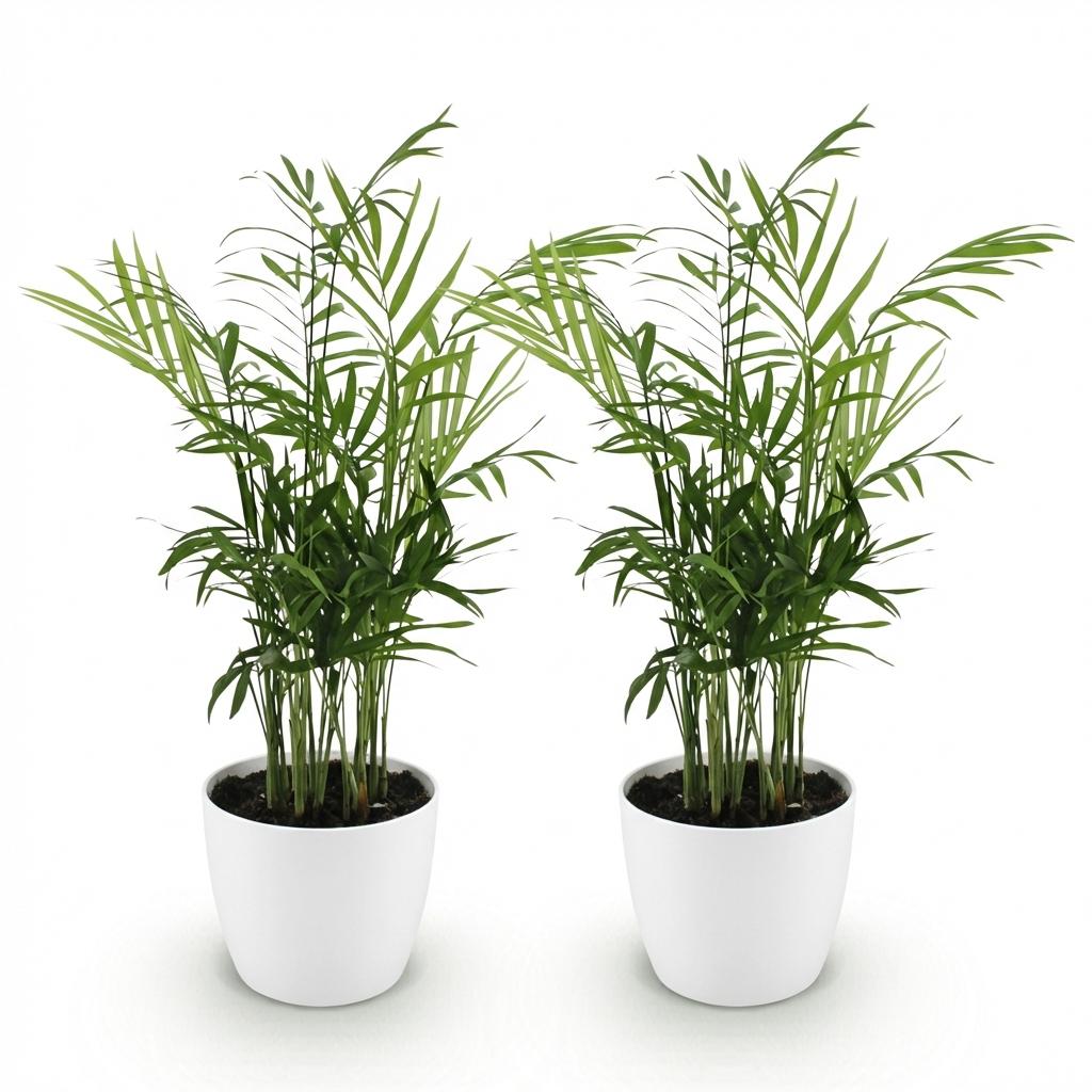 Chamaedorea elegans - Goudpalm - 2 Planten - met Potter Wit - Pot 12cm - Hoogte 15cm