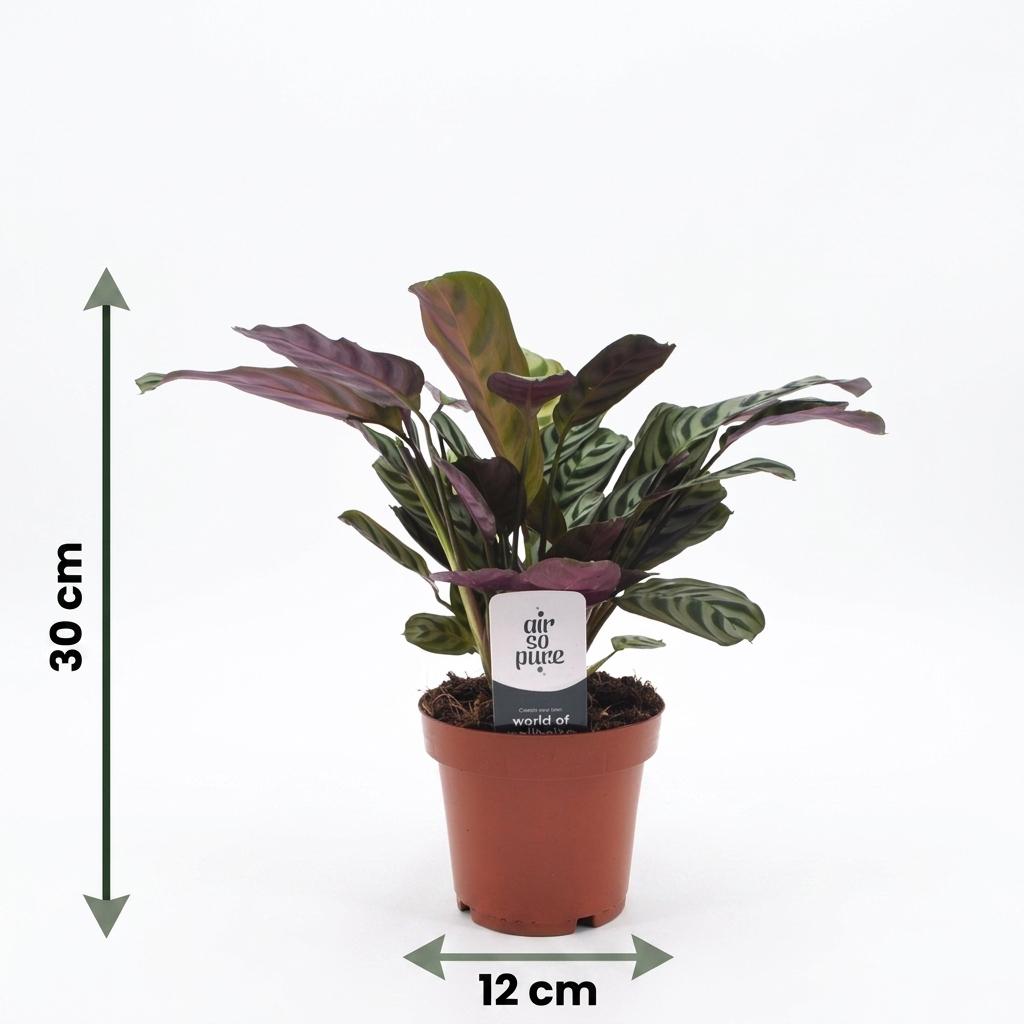 Ctenanthe Burle Marxii - Visgraatplant - Pot 12cm - Hoogte - 30cm