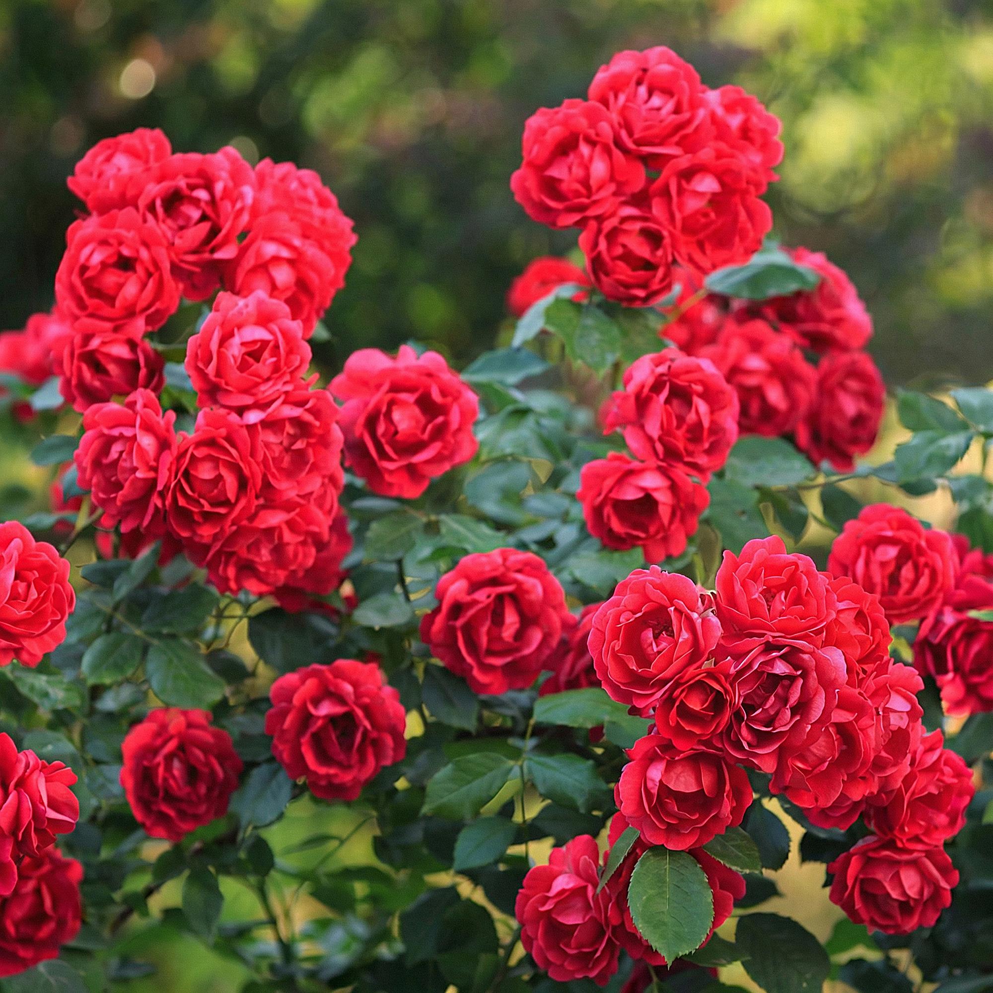Rosa Rote The Fairy - Roos - Winterhard - Rood - 1 Plant - Pot 12cm - Hoogte Hoogte 20-25cm