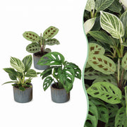 Baby Plants Surprise Box 3x - Verrassingsbox kleine planten - Diversen - Tropisch - incl. Linnea Misty Blue - Ø6cm - ↕5-15cm
