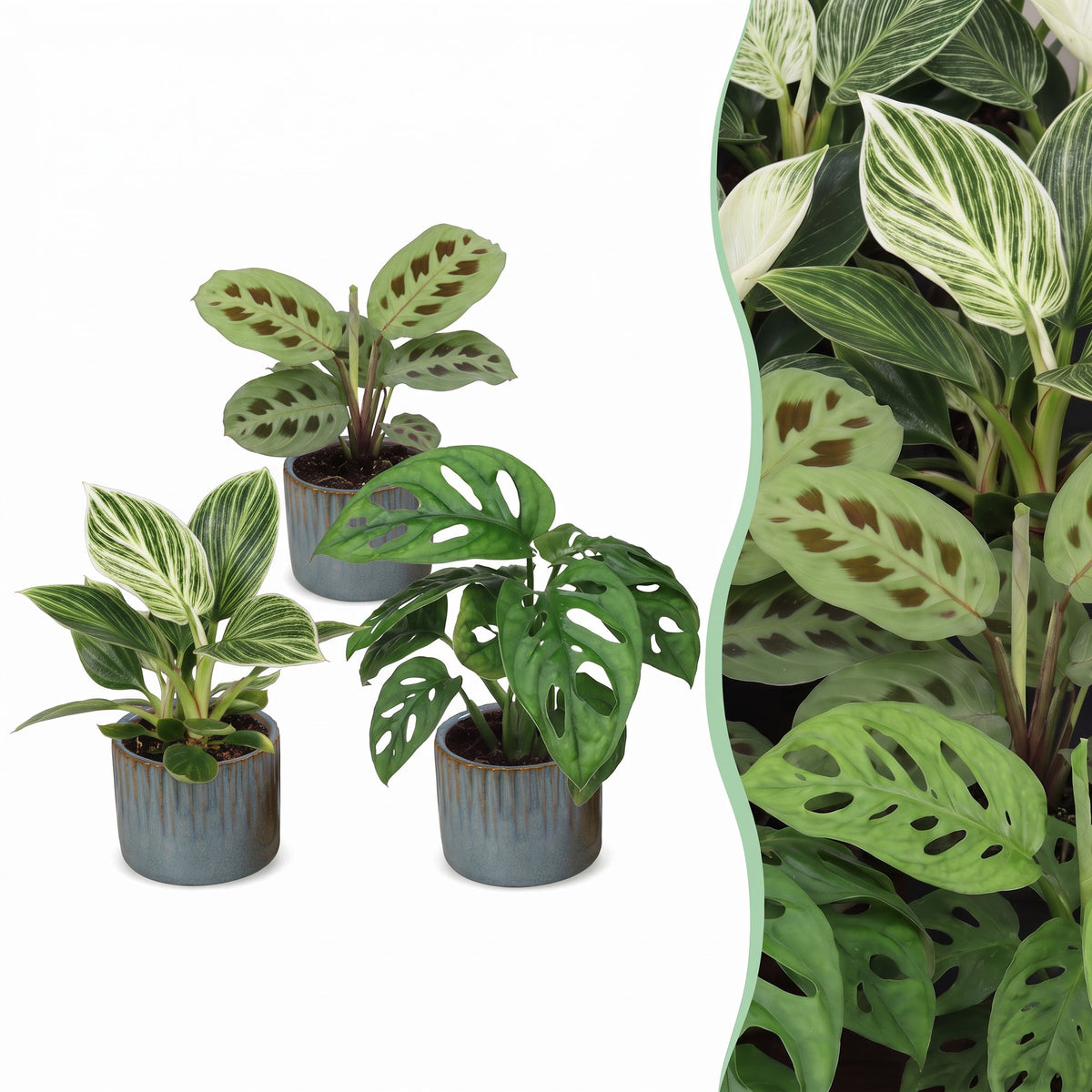 Baby Plants Surprise Box 3x - Verrassingsbox kleine planten - Diversen - Tropisch - incl. Linnea Misty Blue - Ø6cm - ↕5-15cm