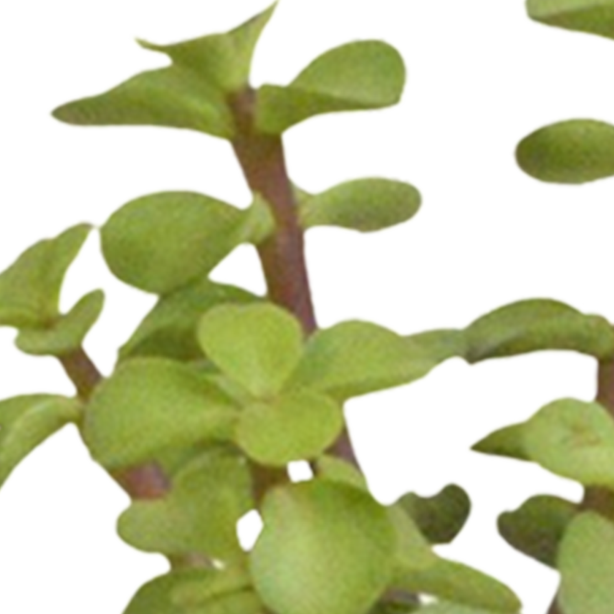 Cactus and succulent mix 5.5 cm | 15 pieces - in white pot