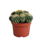 Eriocactus warasii 12cm