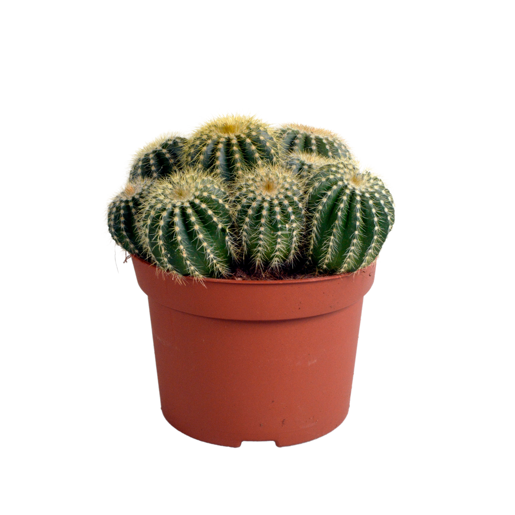 Eriocactus warasii 12cm