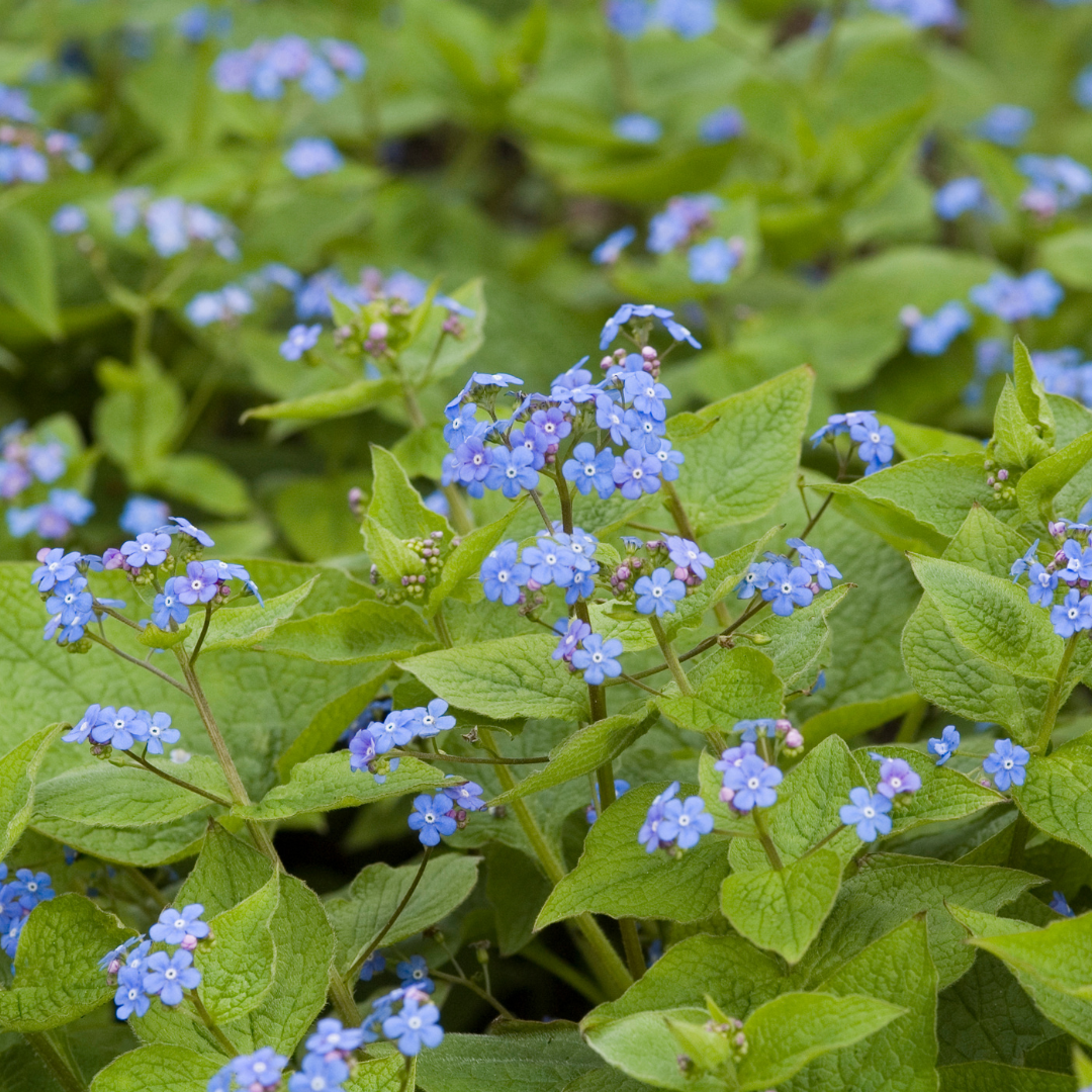 60x Brunnera macrophylla - ↕10-25cm - Ø9cm