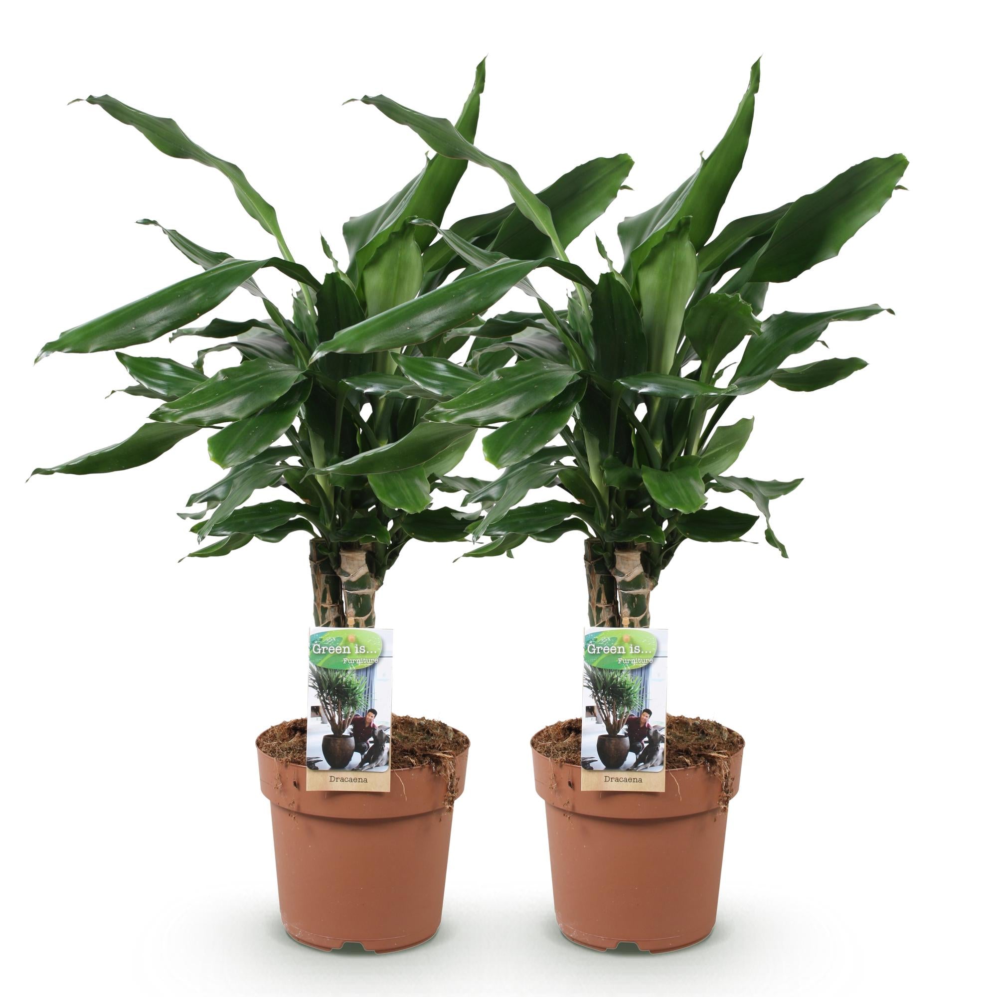 Dracaena fragrans Steudneri - Drakenbloedboom - Weinig onderhoud - Groen - 2 Planten - Pot 17cm - Hoogte 50-55cm