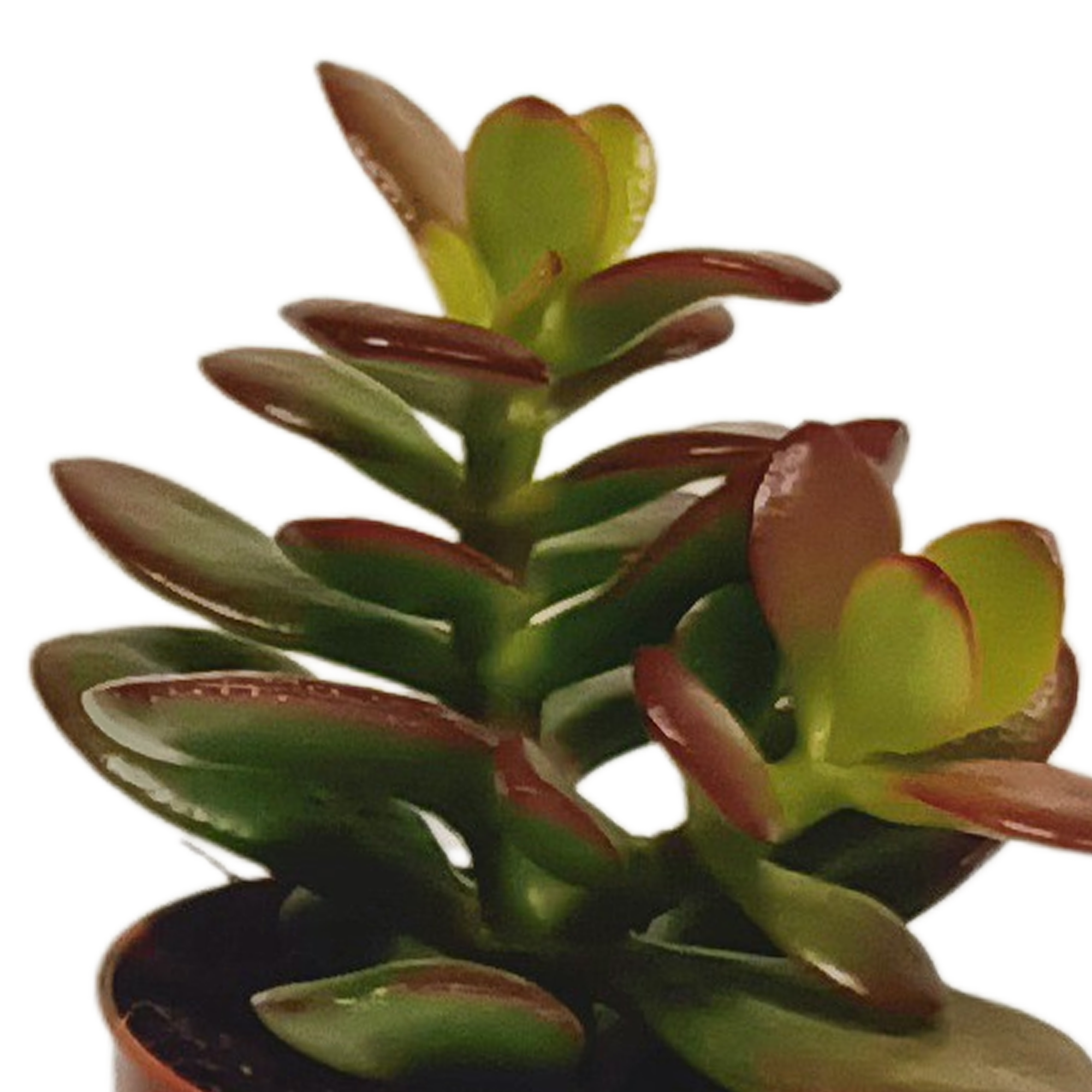 Succulent mix 5.5 cm - 10x - without pot