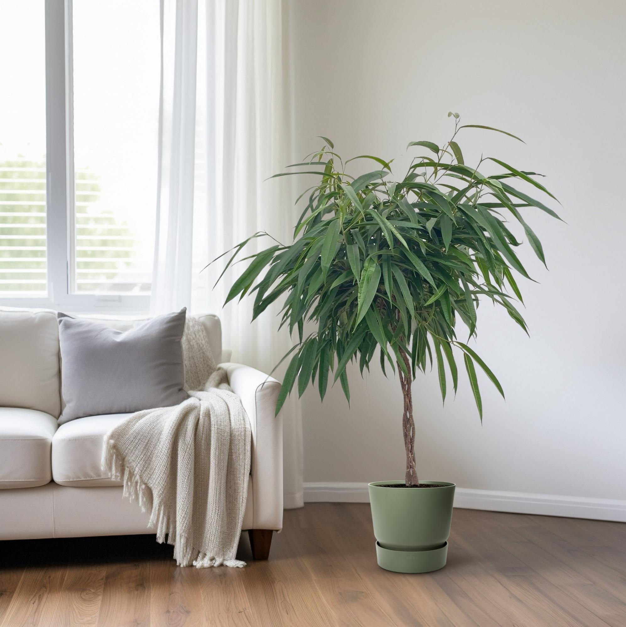 Ficus Mahori / Alii Tressé - Ø27cm - ↕110cm