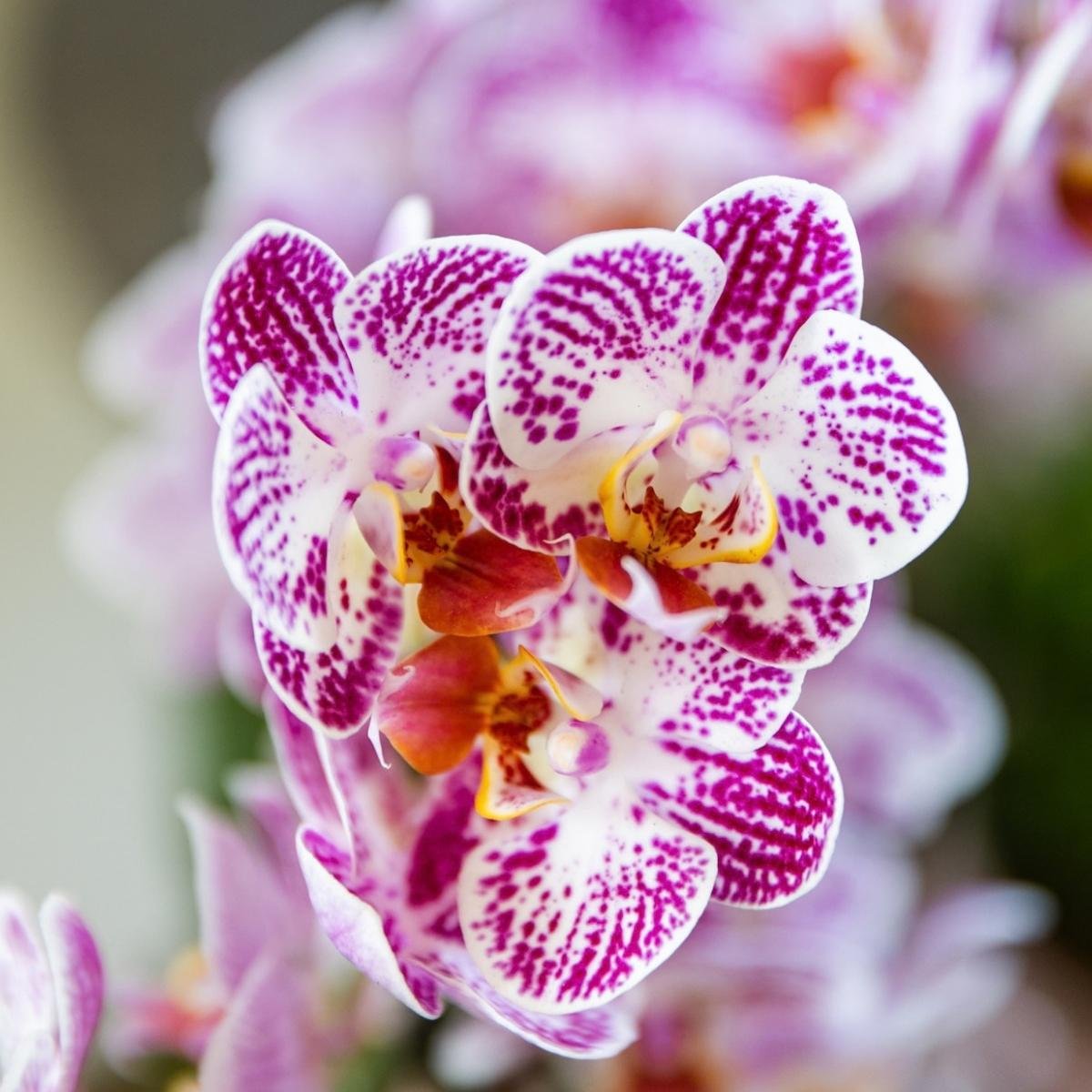 Kolibri Orchids | Combi Deal - 2 Roze-Paarse Phalaenopsis Orchideeën Diamond Bora Bora - Ø9 cm
