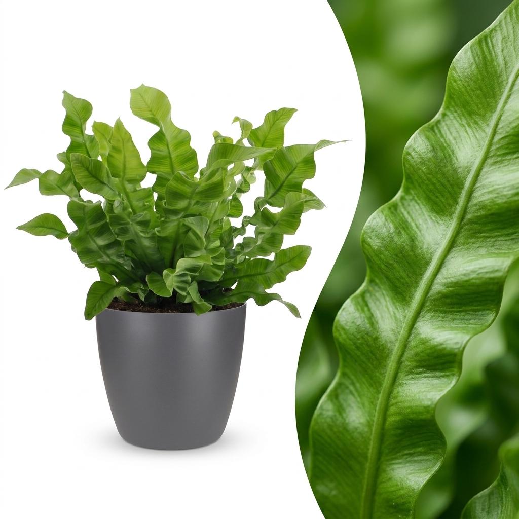 Asplenium Crispy Wave - met Potter Grijs - Pot 12cm - Hoogte - 30cm