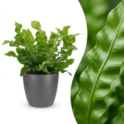 Asplenium Crispy Wave - met Potter Grijs - Pot 12cm - Hoogte - 30cm
