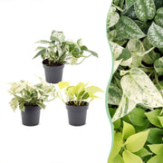 Epipremnum Tricolour 3x - Geel - Groen - Creme - Tropisch - Ø6cm - ↕20-25cm