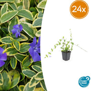 24x Vinca minor 'Blu e Oro' - ↕10-25cm - Ø9cm