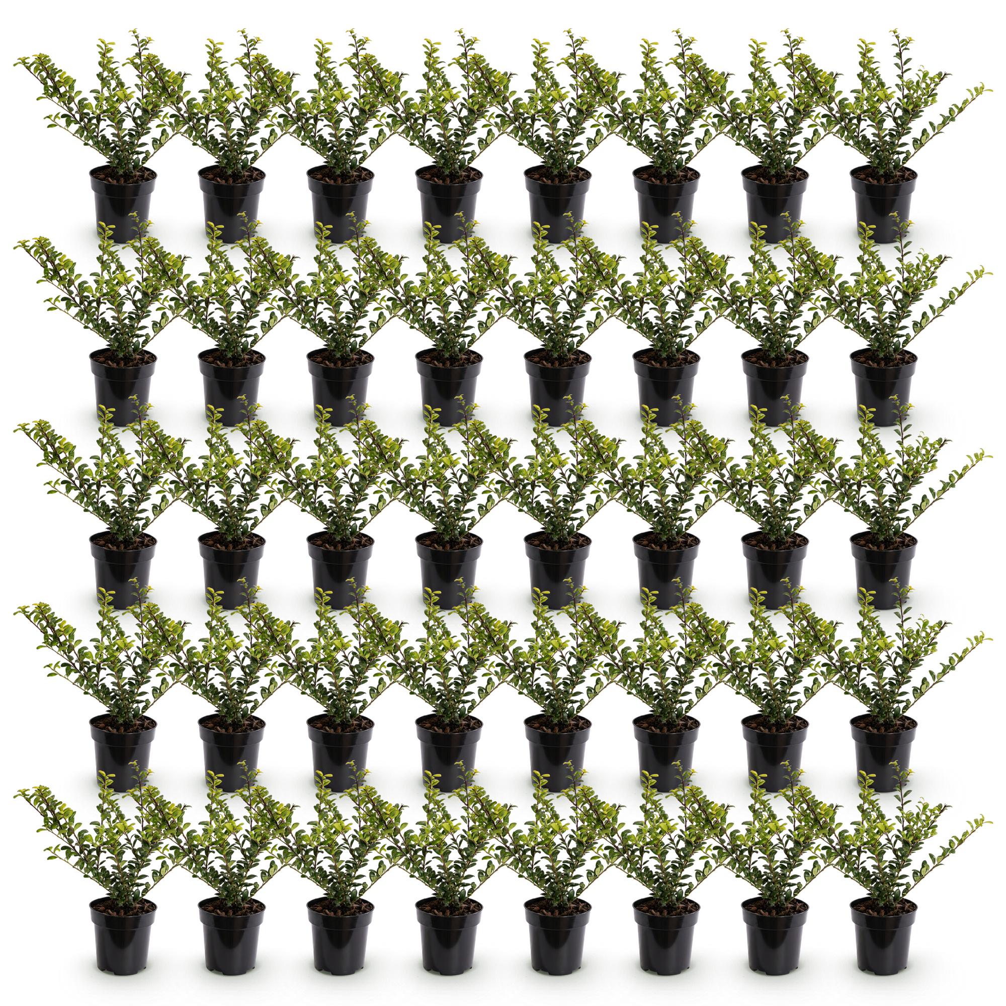 Ilex crenata Golden Gem - Japanse Hulst 40x - Haagplanten - Groenblijvend - Geel - Pot 9cm - Hoogte 20-30cm