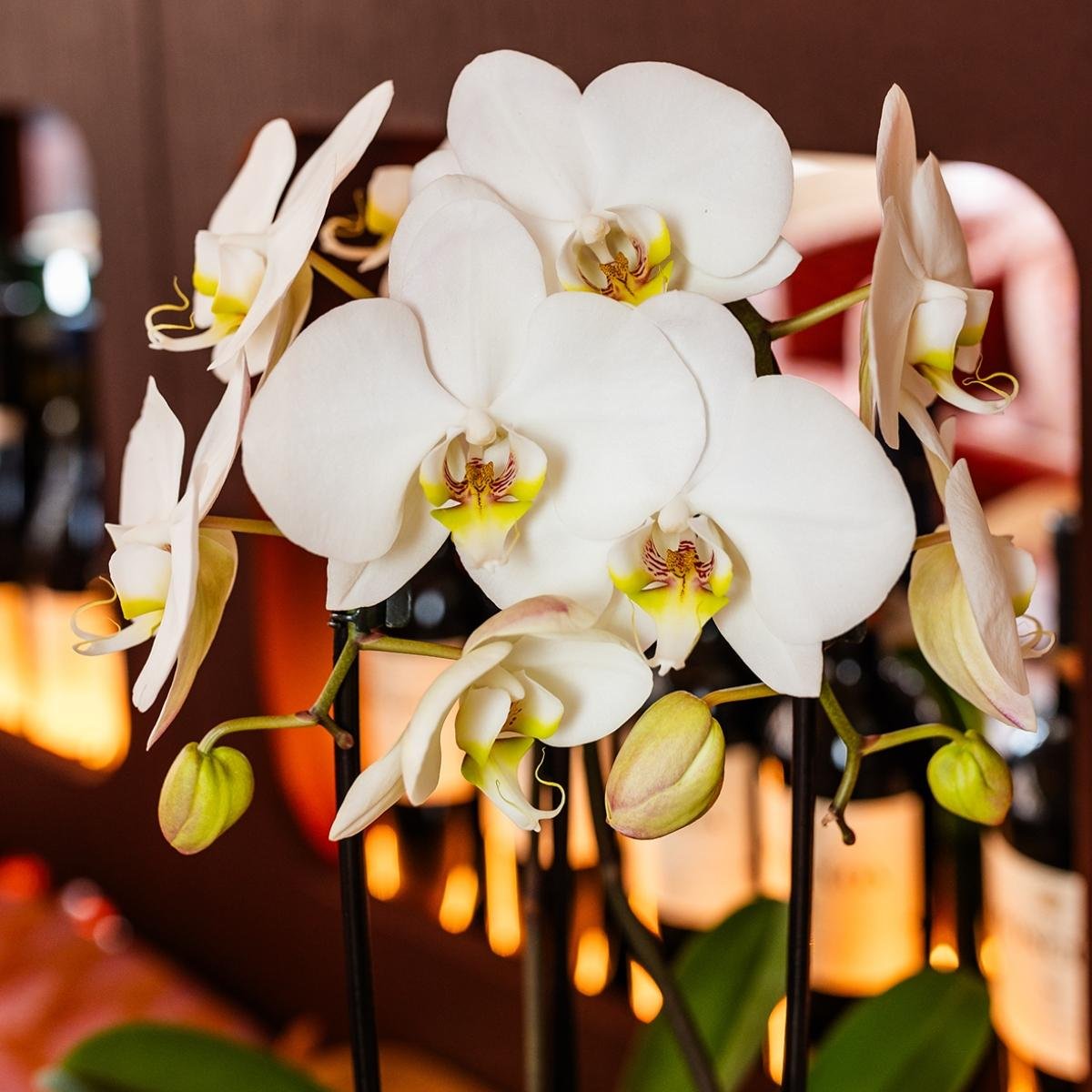 Kolibri Orchids | Combi Deal - 2 Witte Phalaenopsis Orchideeën Niagara Fall White - Ø12 cm