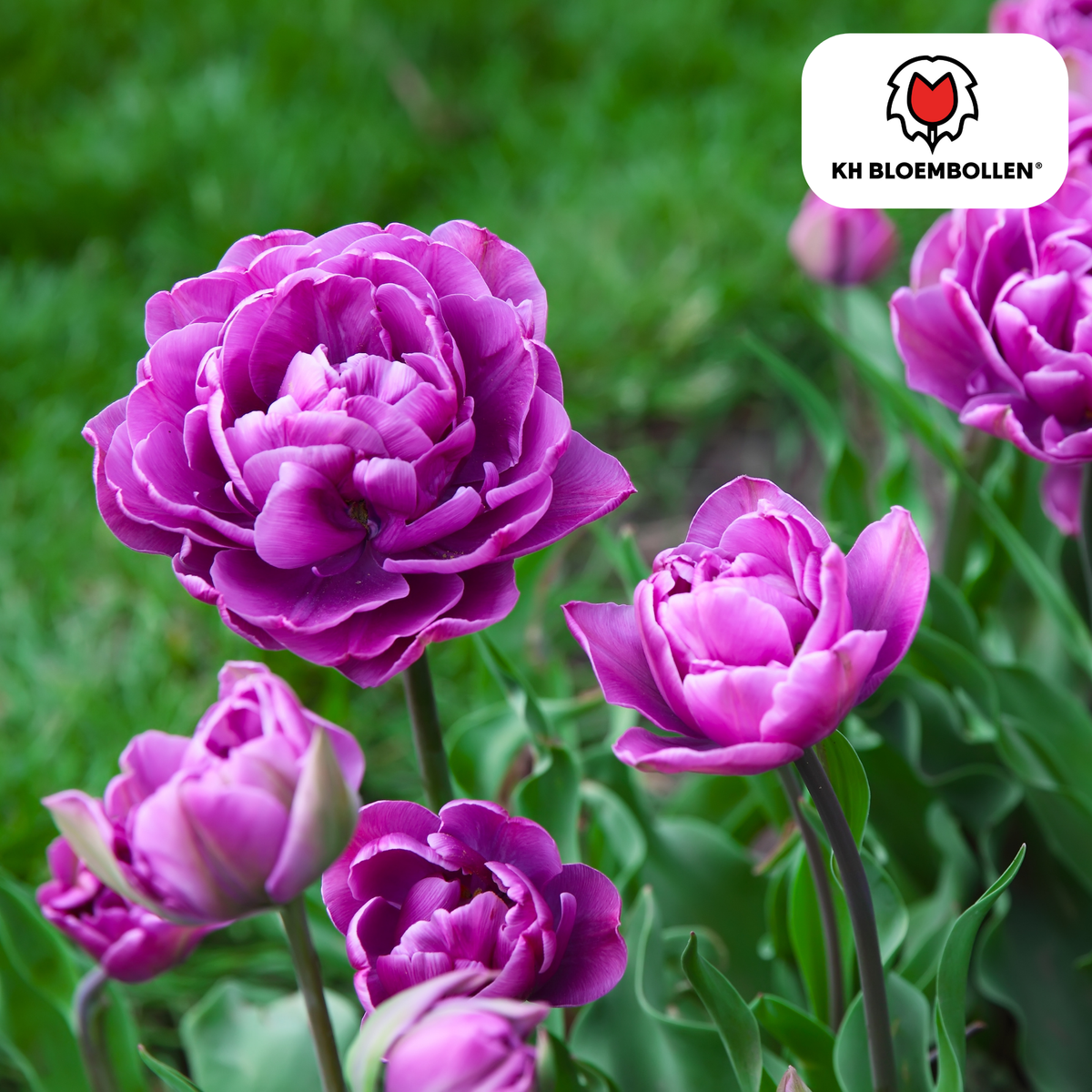 Tulip Bulbs Double Flag – Pack of 20 | KH Bloembollen® | Purple Double-Flowered Tulip – Elegant & Full – Gift for Garden or Pot – Size 11/12 – Fresh from the Grower!