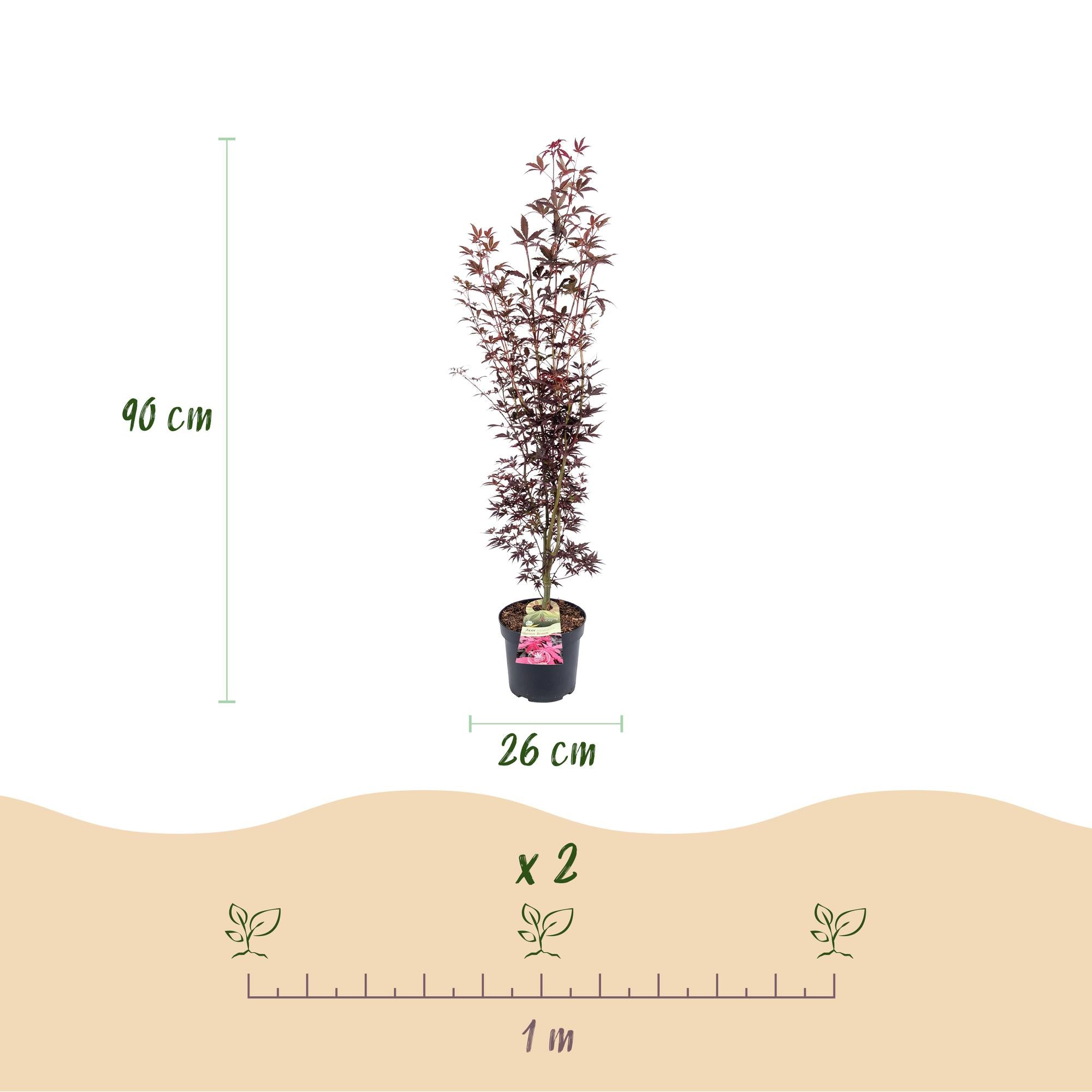 Acer palmatum Atropurpureum - Japanse Esdoorn - Bladverliezend - Paars - 1 - Pot 26cm - Hoogte 90cm