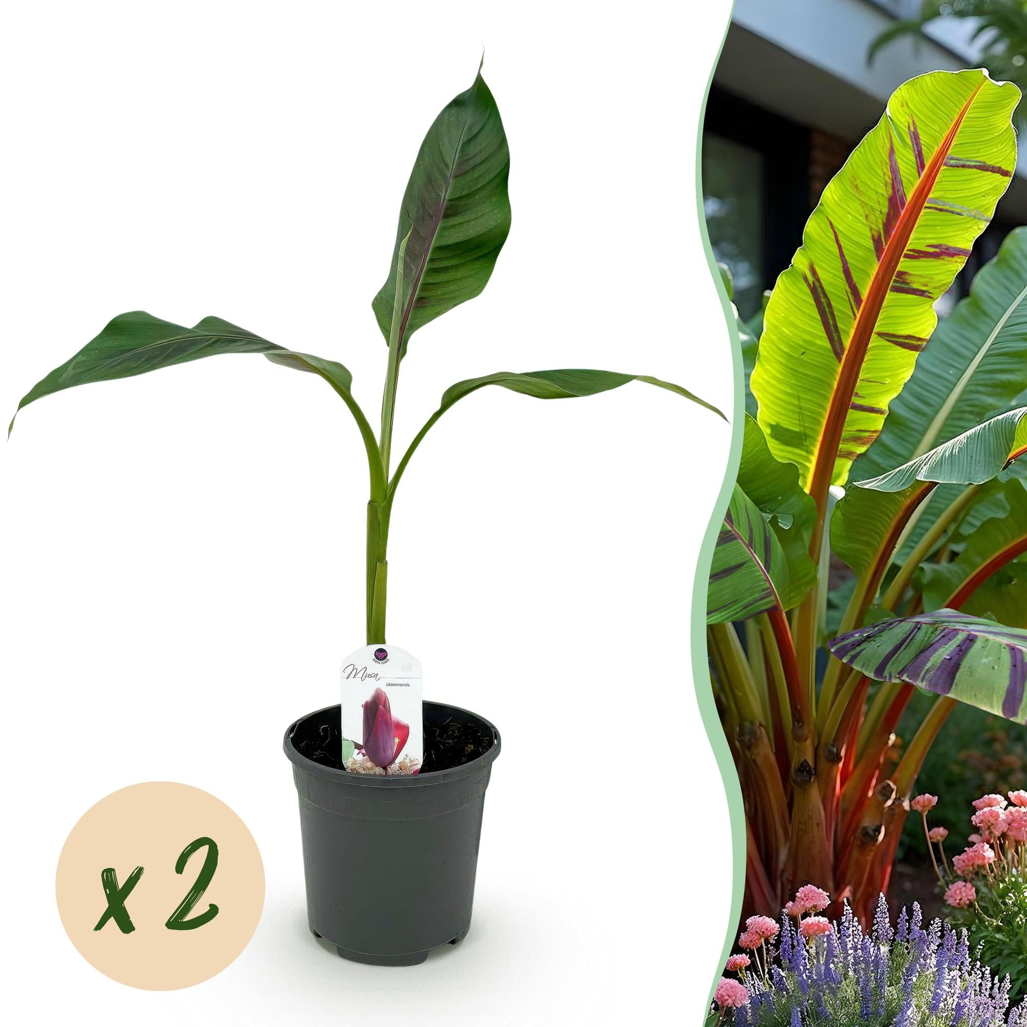 Bananen plant - Musa sikkemensis Red Tiger - Winterhard - 2 planten - Pot 17cm Hoogte 40cm