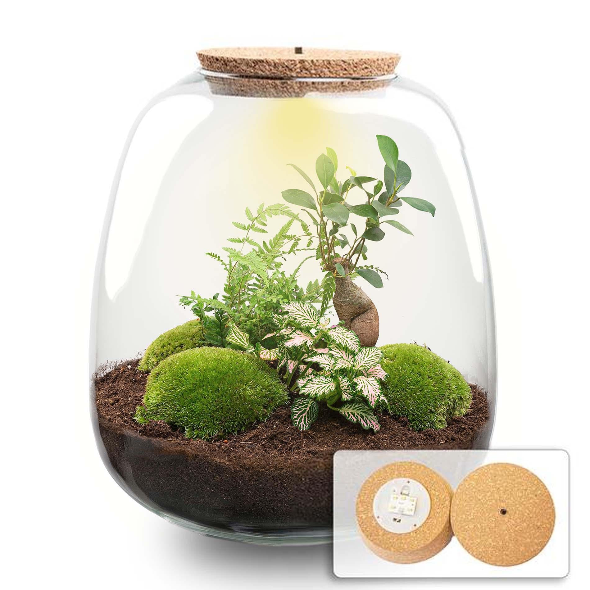 Pflanzenterrarium – Emma – DIY-Set – ↑ 25 cm – Ø 23 cm – Bonsai-Rosa