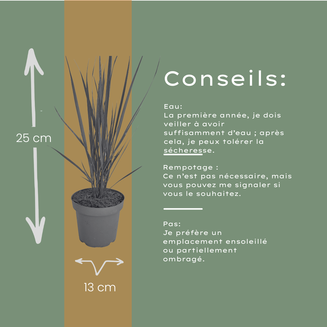 3x Panicum virgatum ‘Northwind’ – Sterk opgaand siergras met strakke groeivorm | Potmaat 12 cm