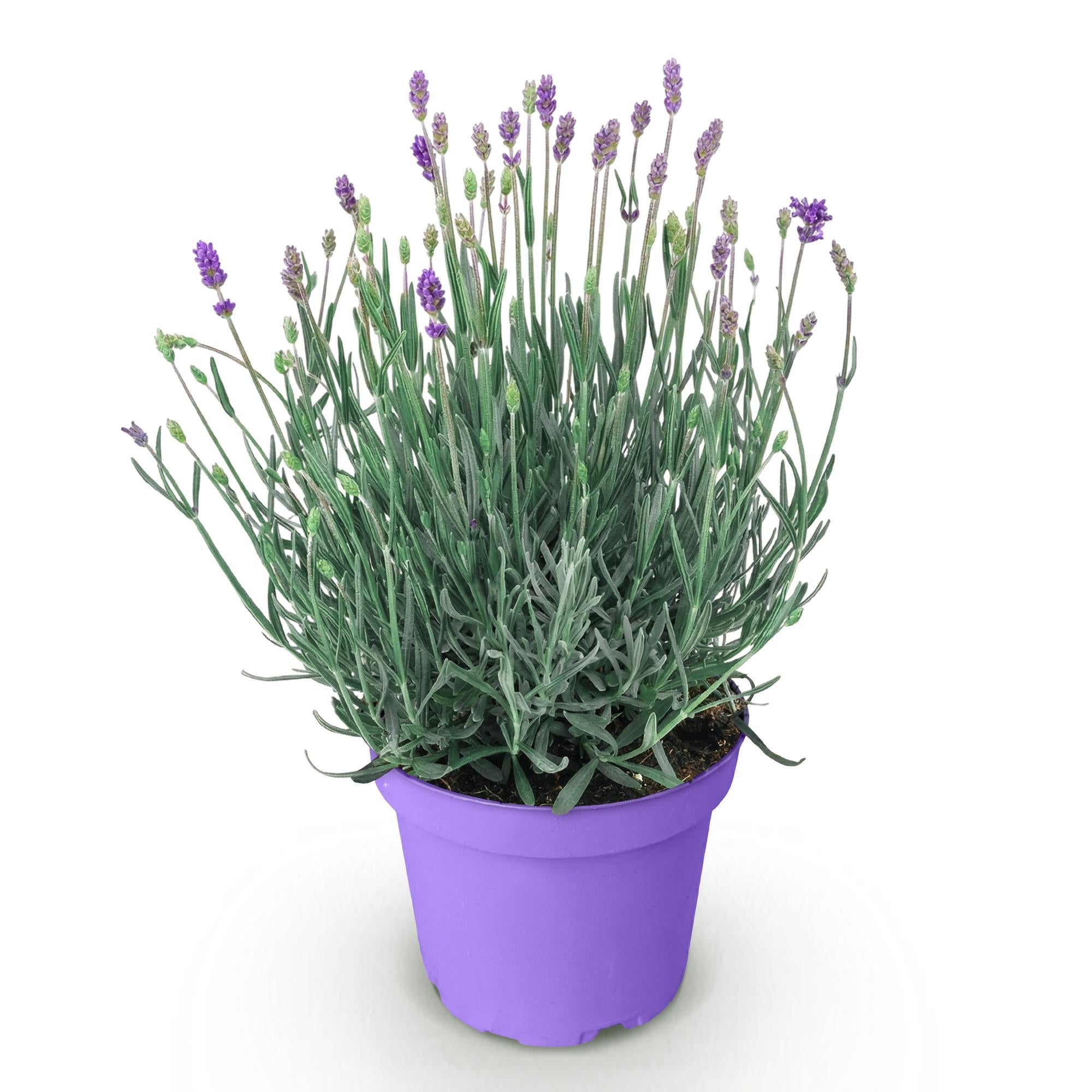 Lavandula angustifolia Munstead - Lavendel - Winterhard - Paars - 1 Plant - Pot 12cm - Hoogte 20-25cm
