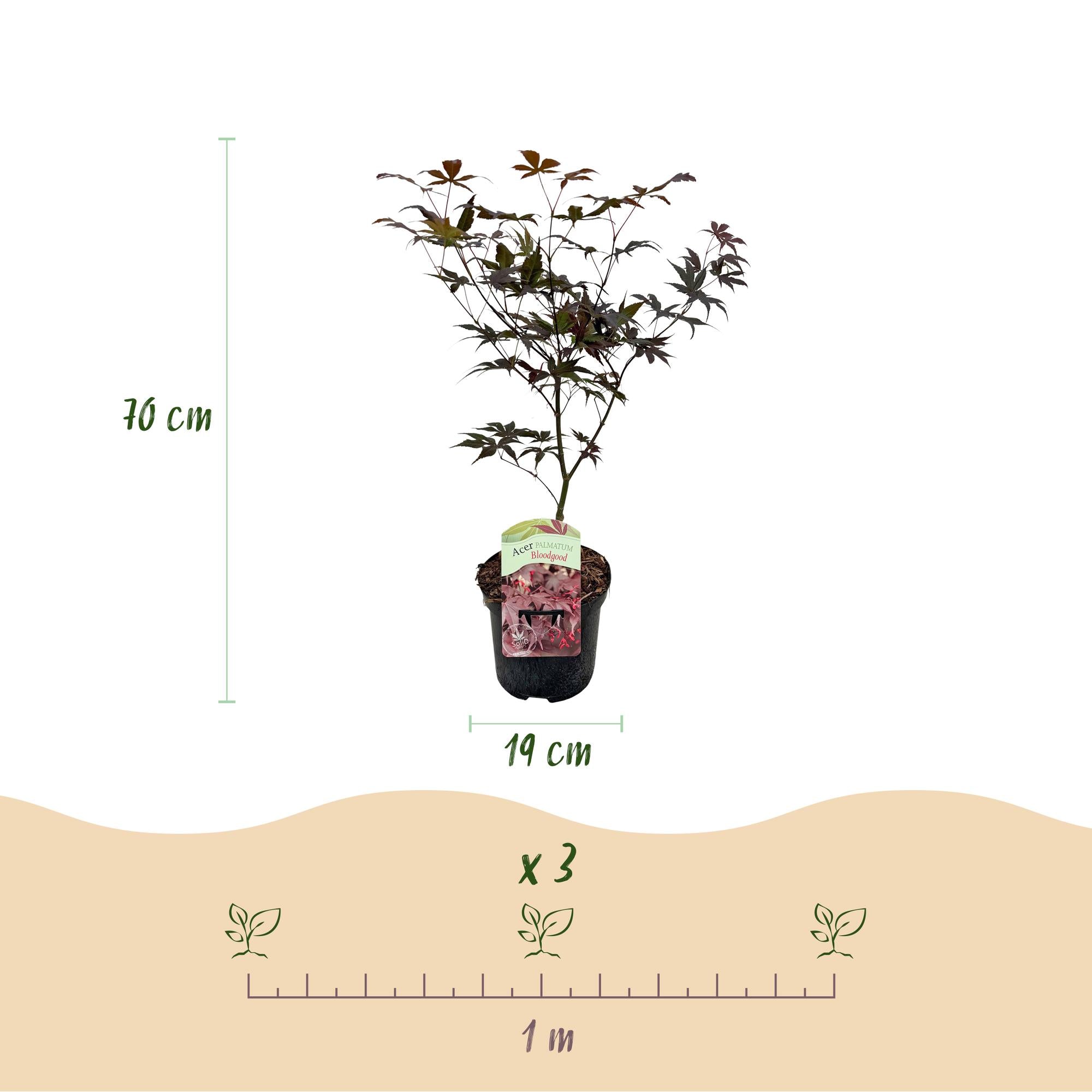 Green boutiQ – Terrassenpflanze – Japanischer Ahorn (Acer palmatum 'Bloodgood') – Rot – 1 Pflanze – Laubabwerfend – Topf: 19 cm, Höhe: 70 cm