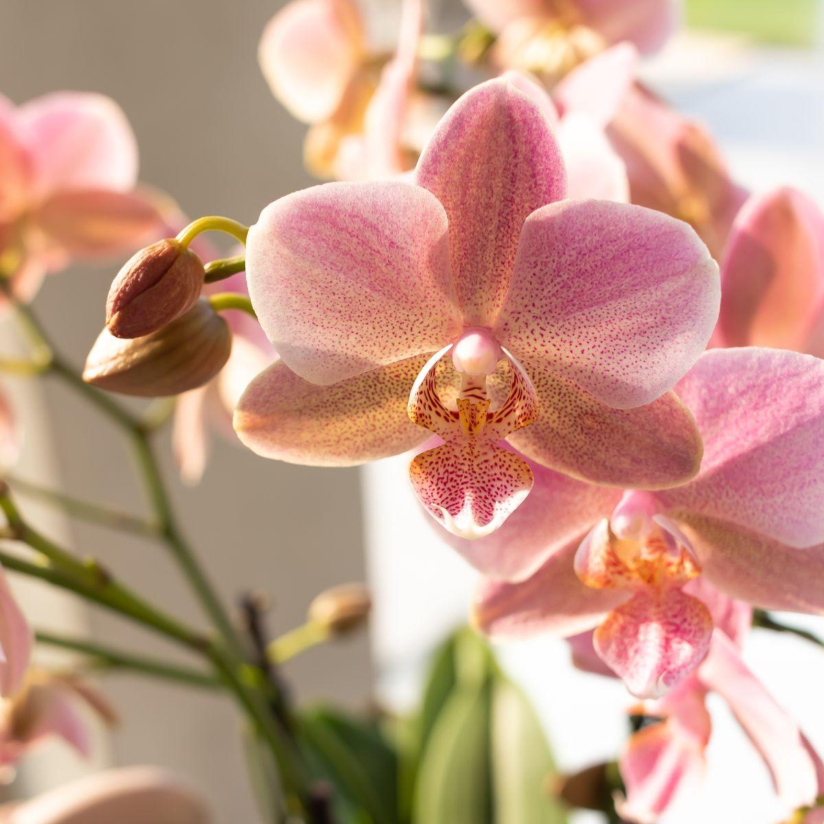 Kolibri Orchids | Orchidea Phalaenopsis rosa antico - Jewel Treviso - Dimensioni vaso Ø12cm | Pianta da appartamento fiorita - Fresca dal coltivatore