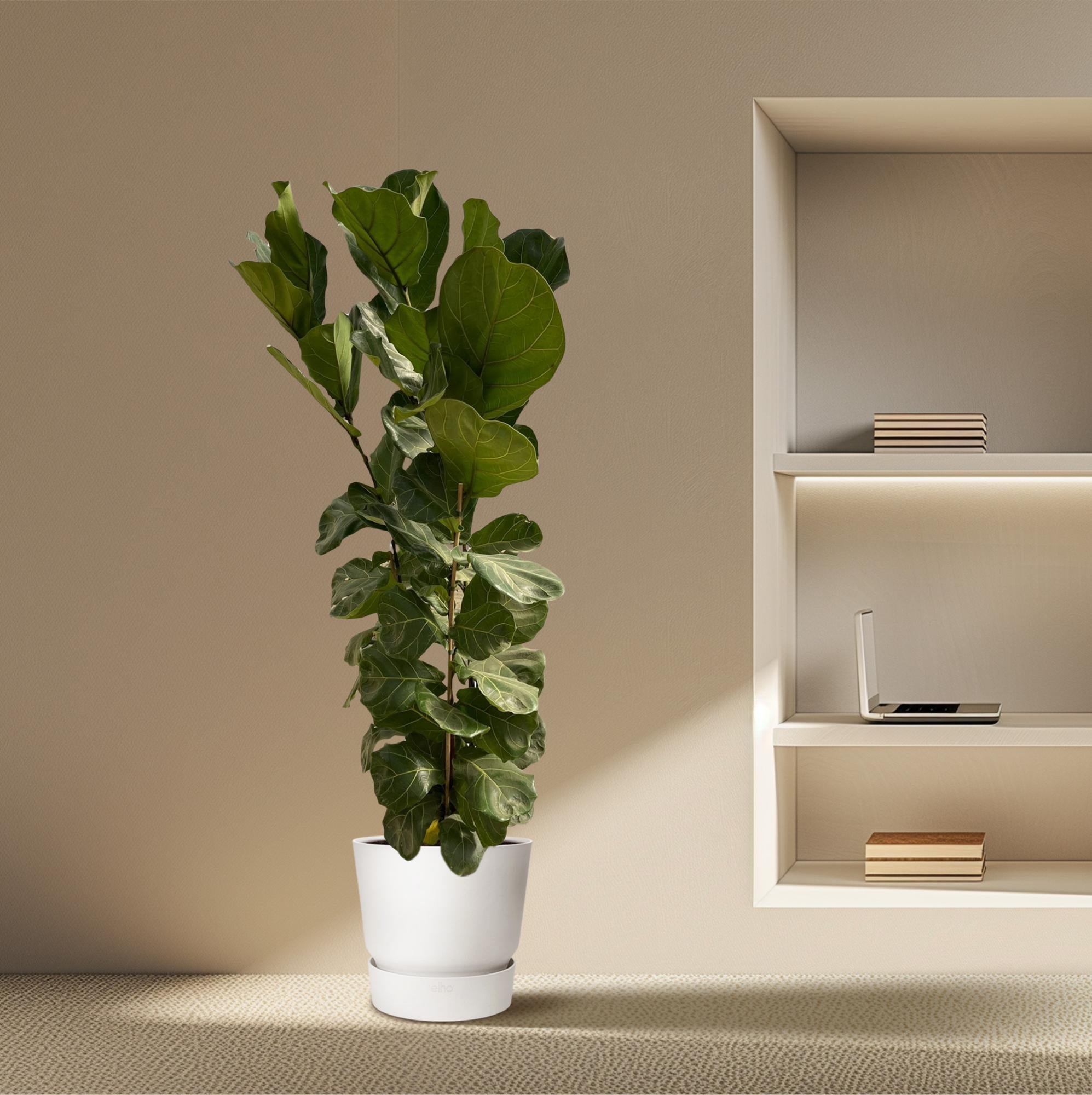 Ficus Lyrata struik - 180 cm - Ø30-35