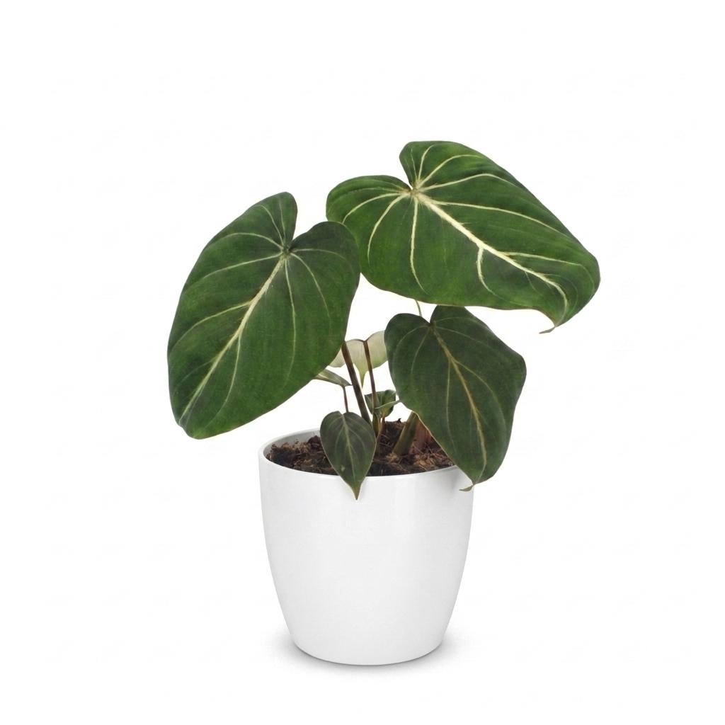 Philodendron Gloriosum - met Potter Wit - Pot 12cm - Hoogte - 25cm