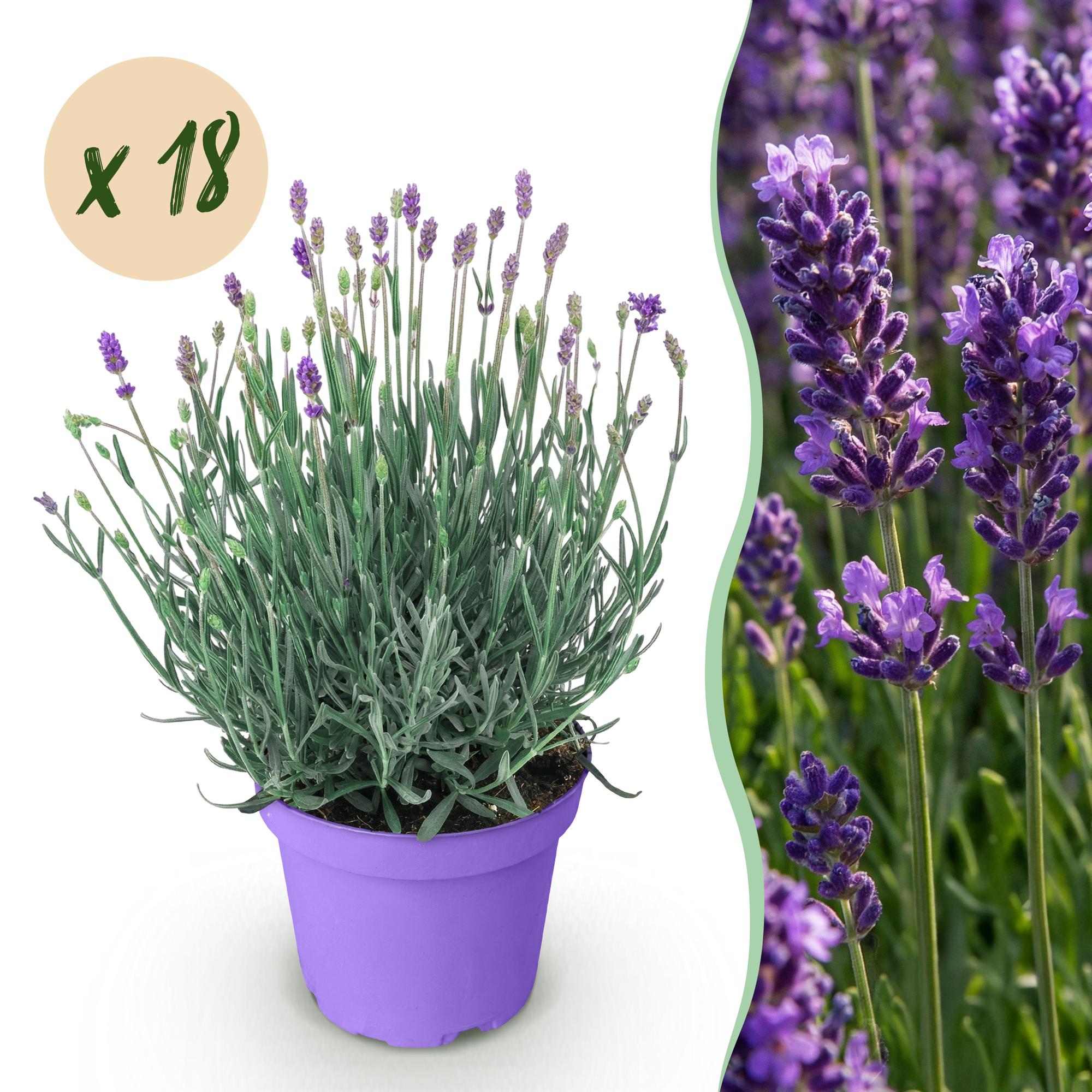 Lavandula angustifolia Munstead - Lavendel - Winterhard - Paars - 18 Planten - Pot 12cm - Hoogte 20-25cm