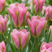 96 bulbos de tulipán de corona rayada - Bulbos de flores - Tulipán de corona rayada - Varios - Floración primaveral - Tamaño del bulbo 11/12
