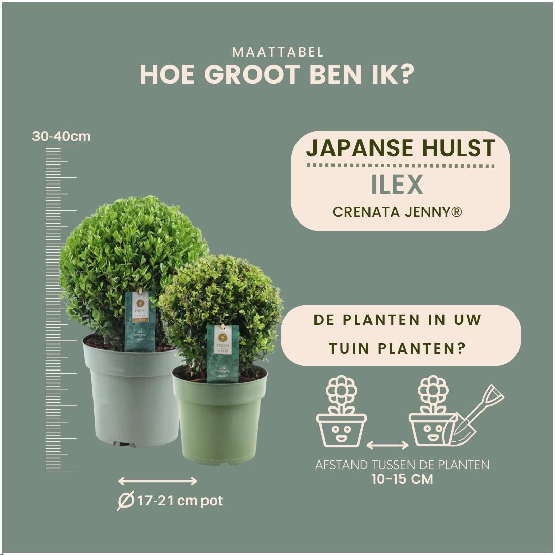 1x Ilex crenata 'Jenny' Kugel 20 cm Ø & 1x Kugel 25 cm Ø | 2er-Set