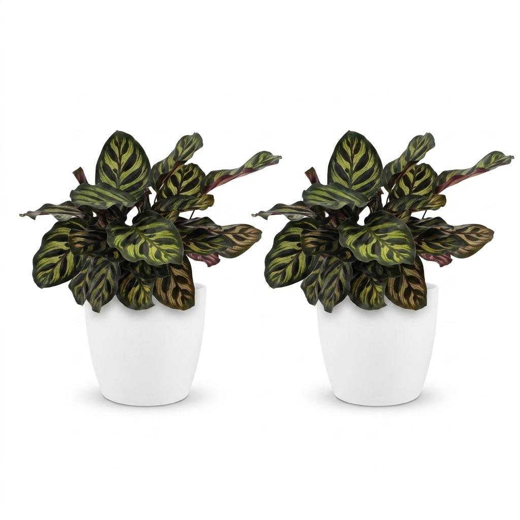 Calathea Makoyana - Pauwenplant - 2x - met Potter Wit - Pot 12cm - Hoogte - 25cm