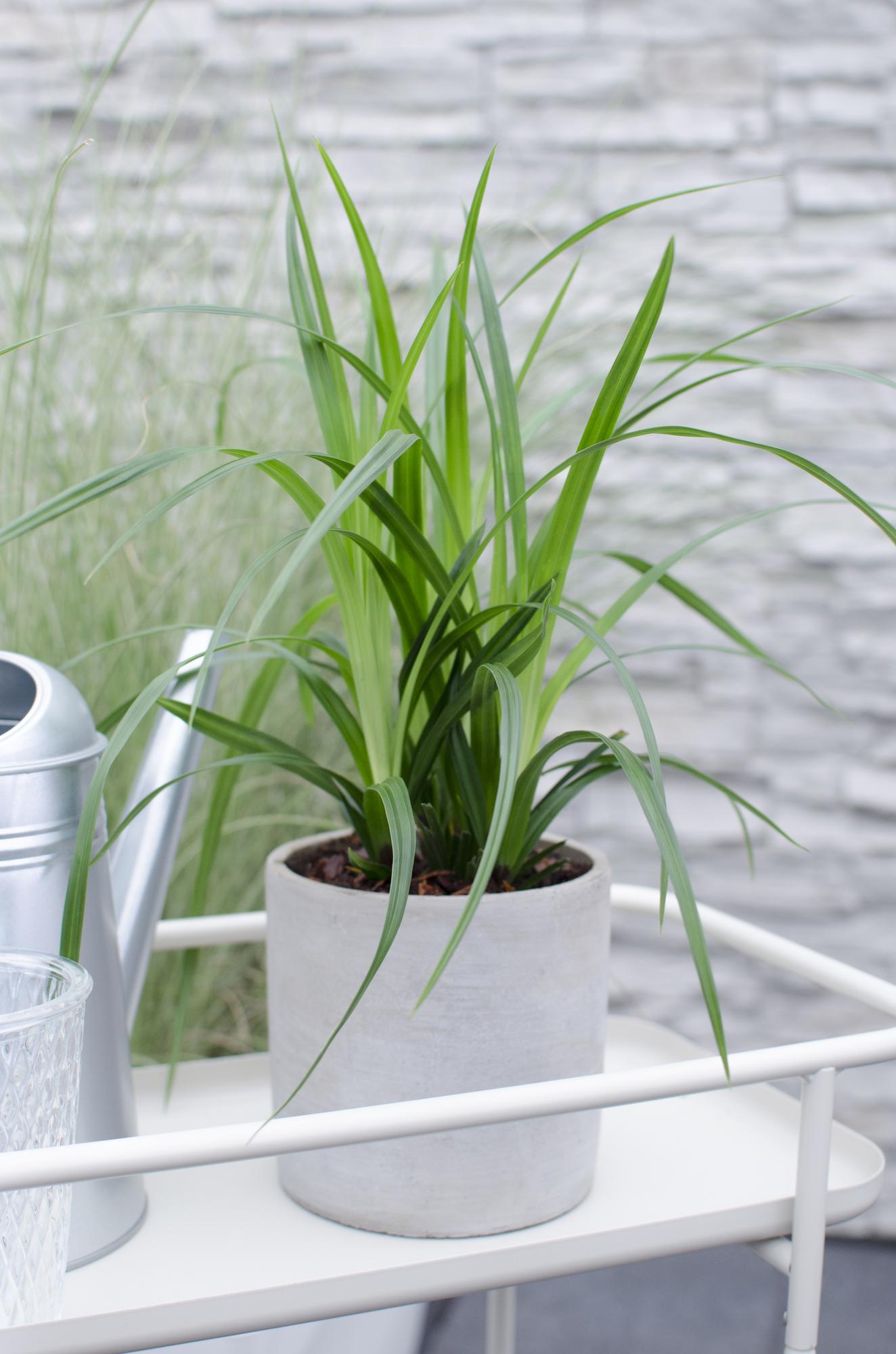 Carex morrowii Irish Green - Ø19cm - ↕40cm - Ø14 - ↨30cm