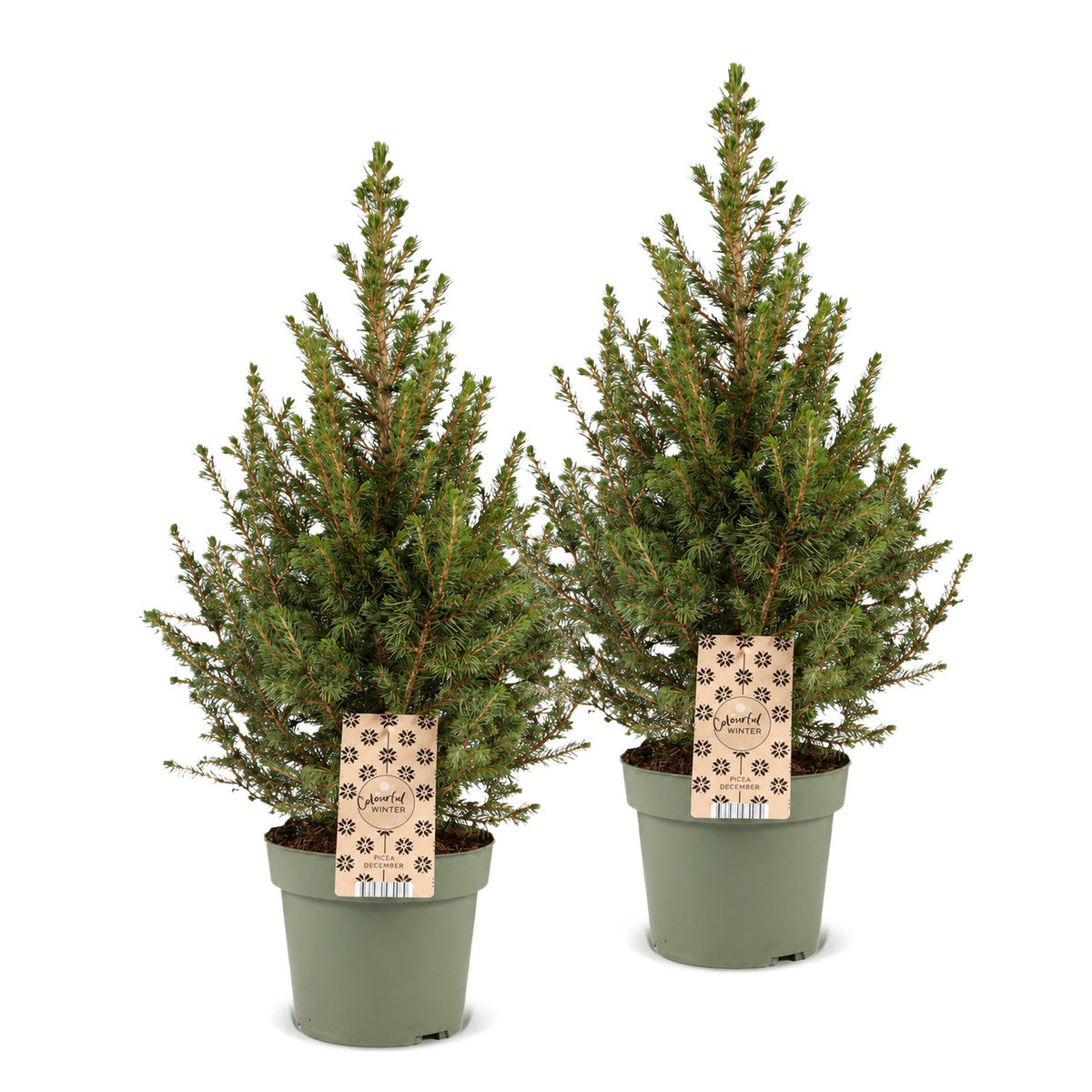 Picea glauca Conica - 2x Kegelspar - Groen - Kerstboom - Ø17cm - ↕65cm