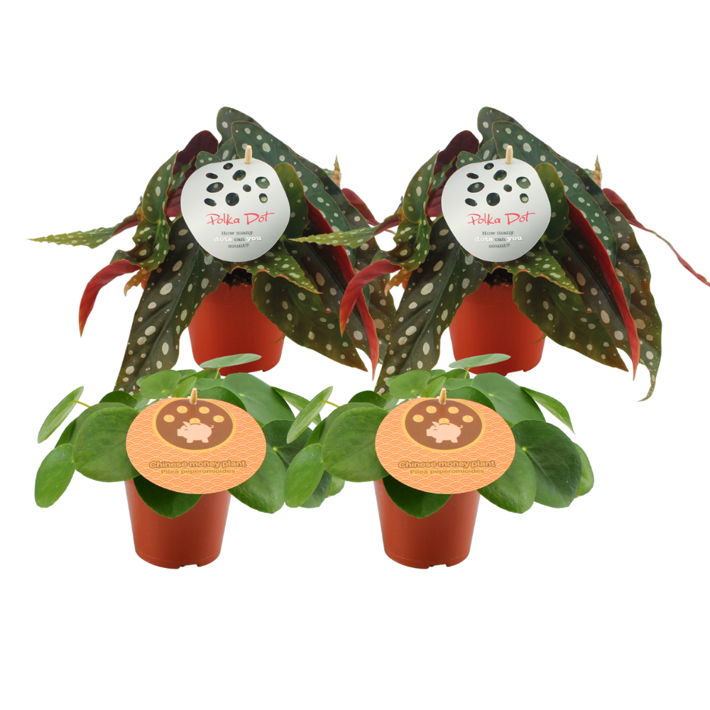 2 Pilea Peperomioides + 2 Begonia Maculata - 4 pièces - Ø12cm - ↕20cm
