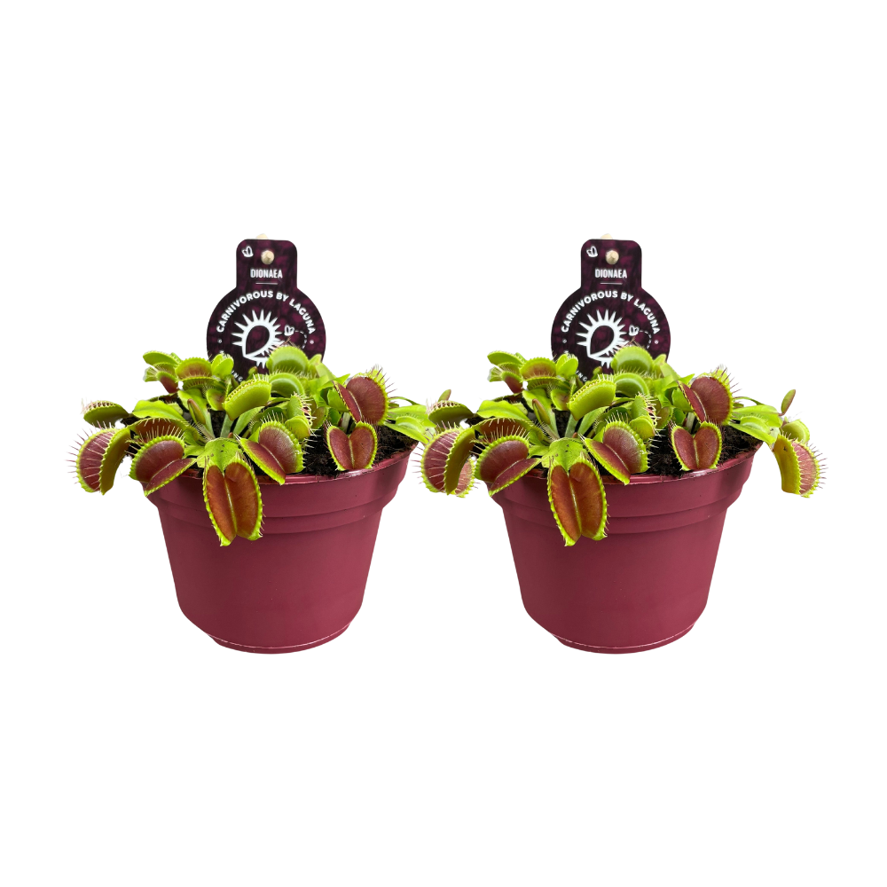 Dionaea Muscipula - 2 pezzi - Ø12cm - ↕12cm