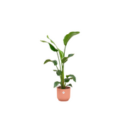 Strelitzia Nicolai inclusief elho Vibes Fold Round roze Ø22 - 100 cm