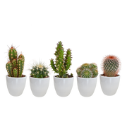 Cactus mix 5.5 cm - 5x - in white pot